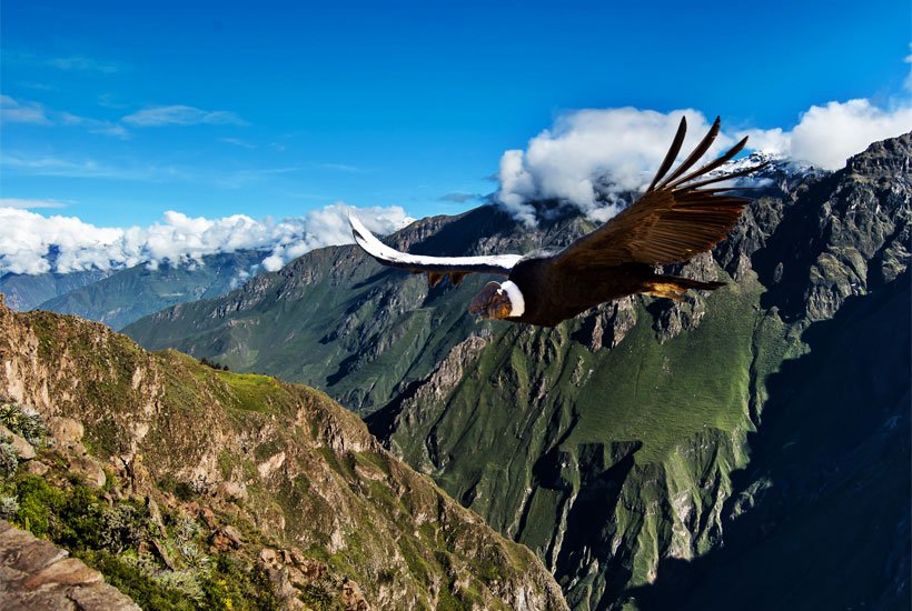 condor fly tours at colca