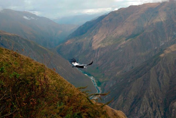 Condor Viewpoint Cusco