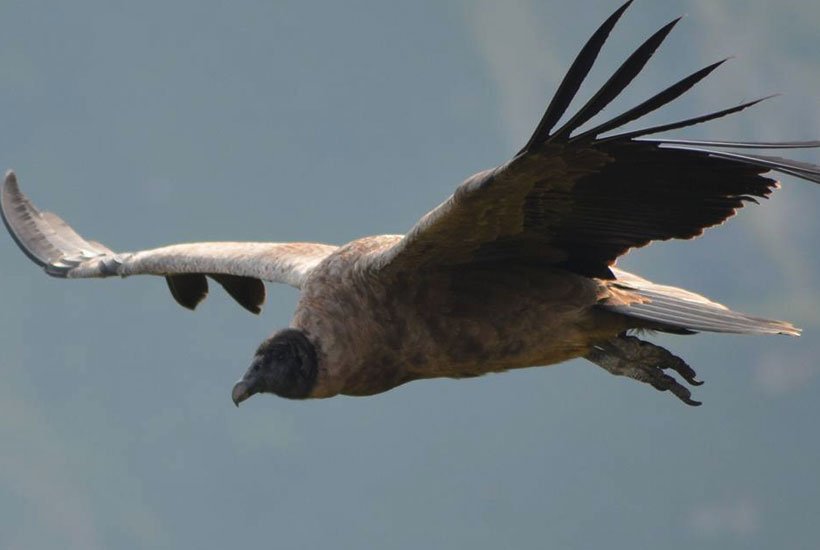 Condors Sighting Cusco
